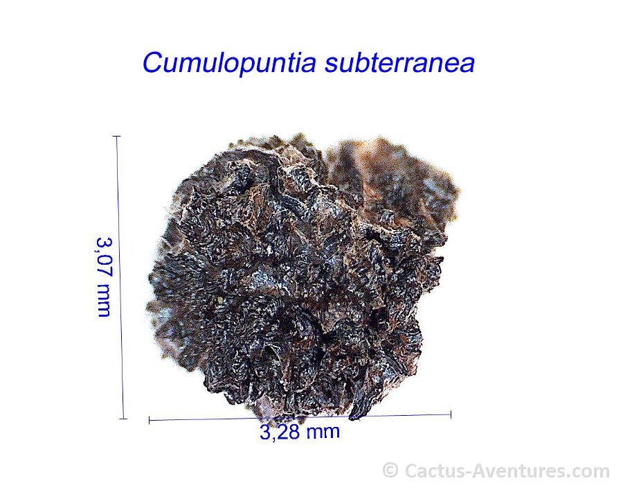 Cumulopuntia ex Puna subterranea